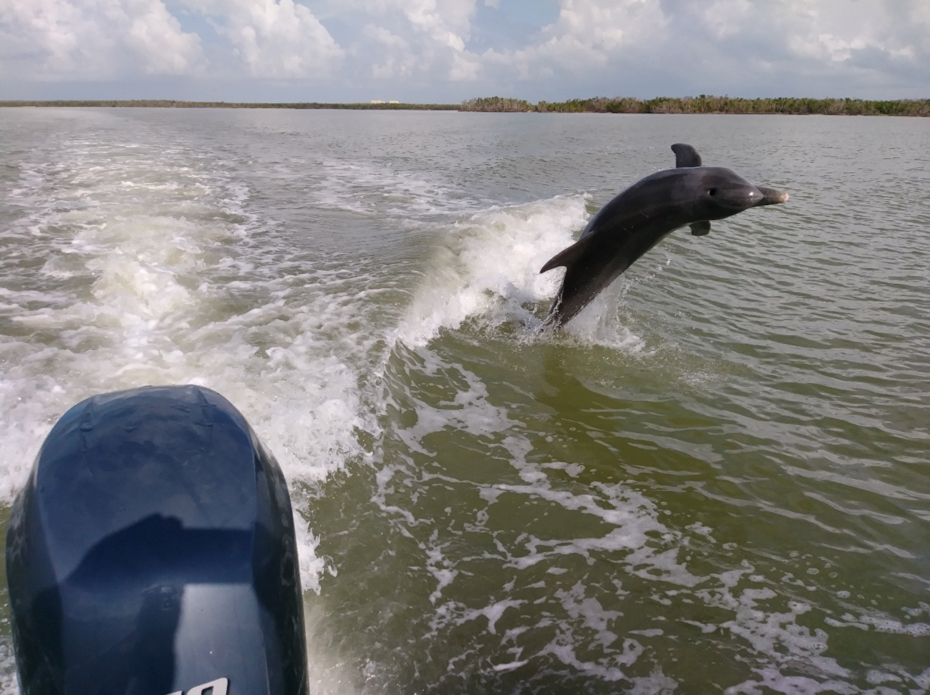 Everglades Boat Tours Boat Assisted Kayak Eco Tour
