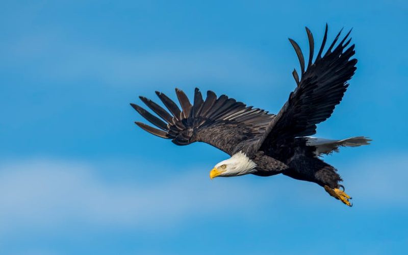 Bald eagle close