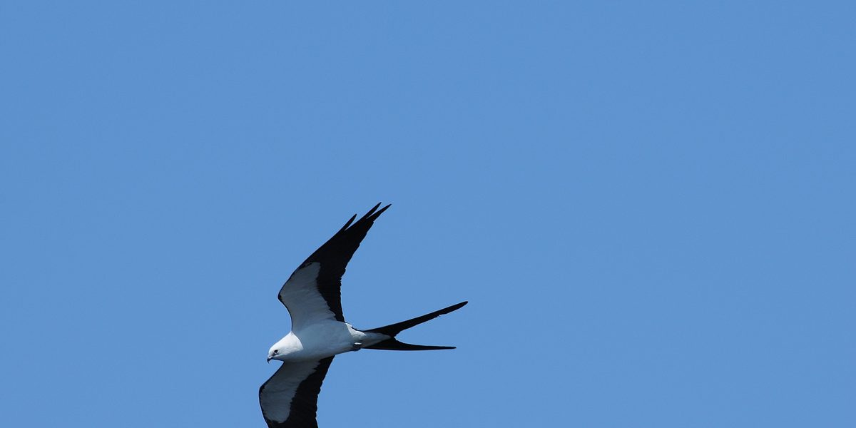 Kite bird