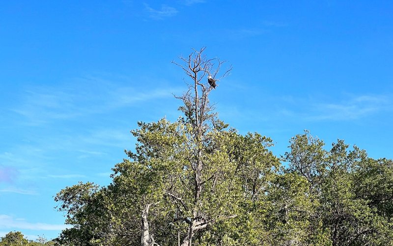 Eagle silhouette