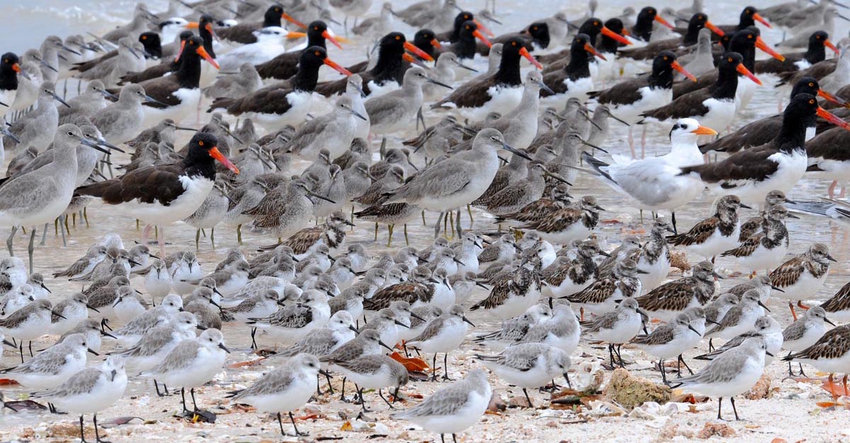 Everglades Boat Tours