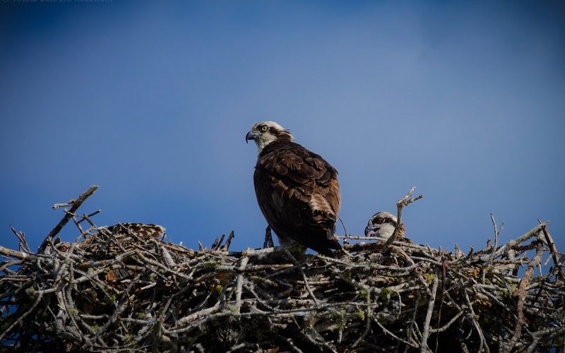 Osprey nest