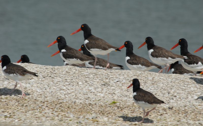 Oystercatchers