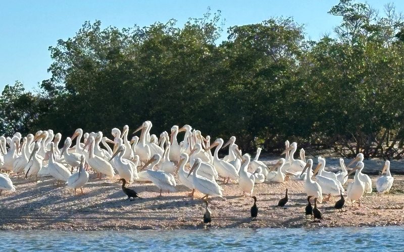 Authentic Everglades boat tour through the islands