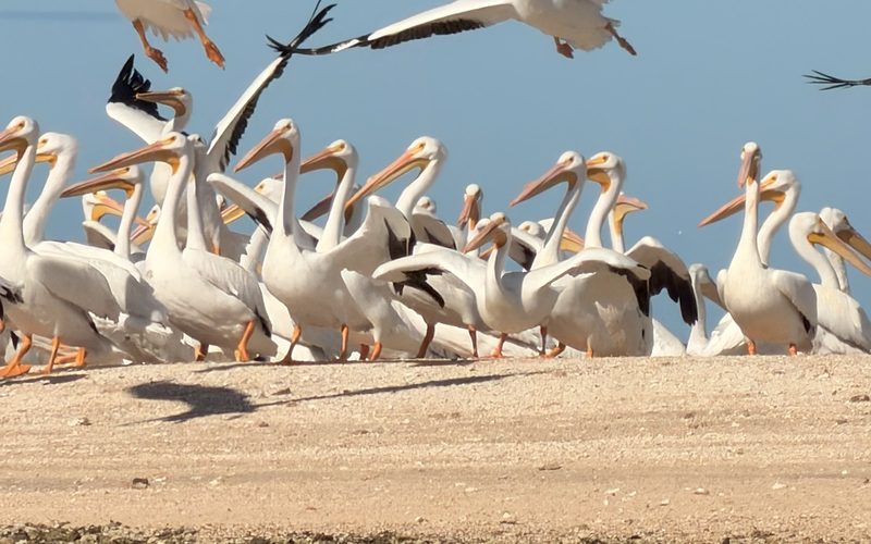 Pelicans