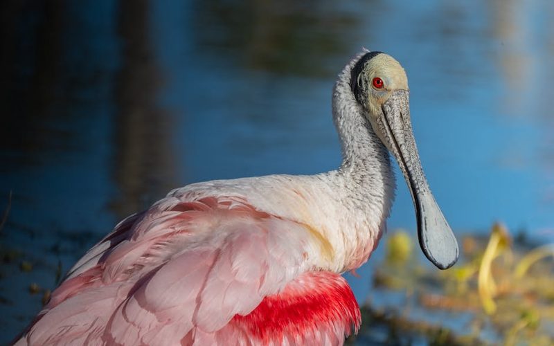 Roseate spoonbill