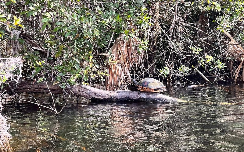 Turtle
